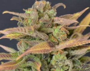 Auto Critical