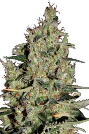 Auto Critical
