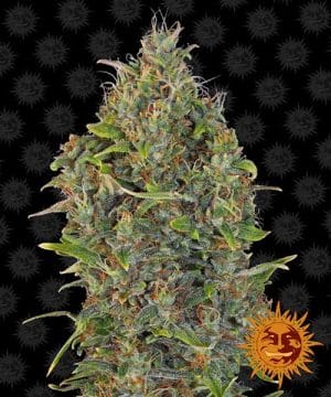 Auto Critical Kush