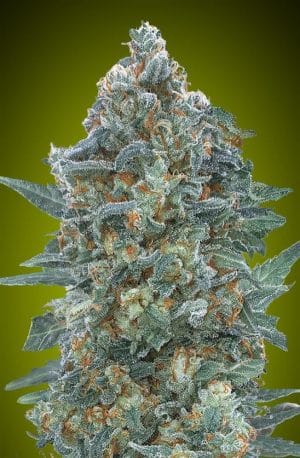 Auto Critical Lemon CBD