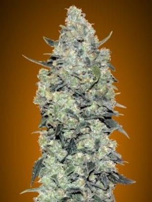 Auto Critical Mass