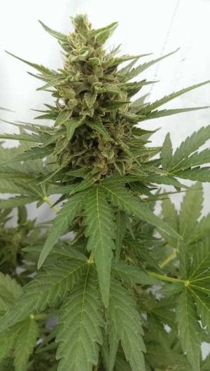 Auto Critical Ogre ‘Big ‘N Fast’