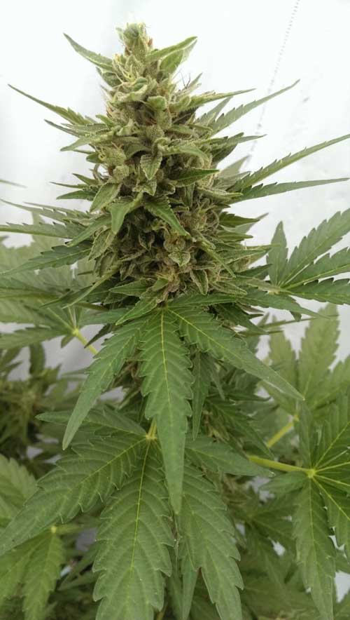 Auto Critical Ogre 'Big 'N Fast' by Seedsman Seeds – Auto-Flowering – Greenhouse – Female seeds – image 1 – Seed City