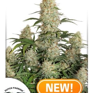 Auto Critical Orange Punch by Dutch Passion Seeds – Citrus – Female seeds – Indica Dominant – image 1 – Seed City