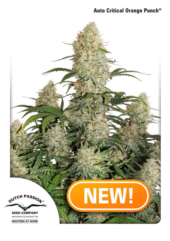 Auto Critical Orange Punch by Dutch Passion Seeds – Citrus – Female seeds – Indica Dominant – image 1 – Seed City