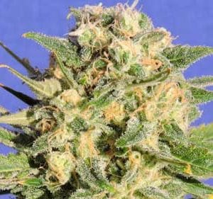 Auto Destroyer cannabis seeds – Fruity – Guaranteed female plants – Sativa Dominant – image 1 from Seed City