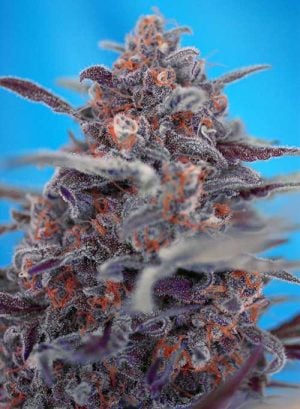 Auto Devil Cream