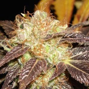 Auto Diesel by CBD Seeds – Indoor – Cerebral – Auto-Flowering – image 1 – Seed City