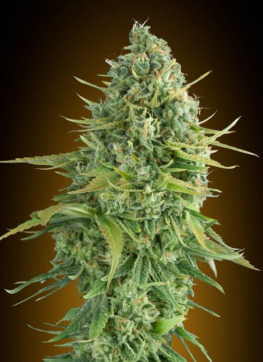 Image 1 of Auto Dos-Si-Dos Cookies cannabis by OO Seeds – Female seeds – Super Strength – Auto-Flowering – Seed City