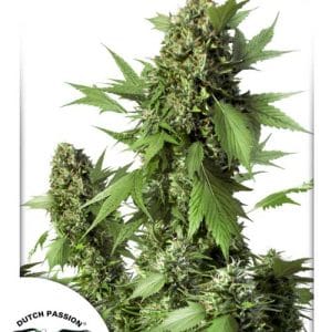 Auto Duck by Dutch Passion Seeds – 50% Indica/50% Sativa – Indoor-friendly – Feminized – image 1 – Seed City