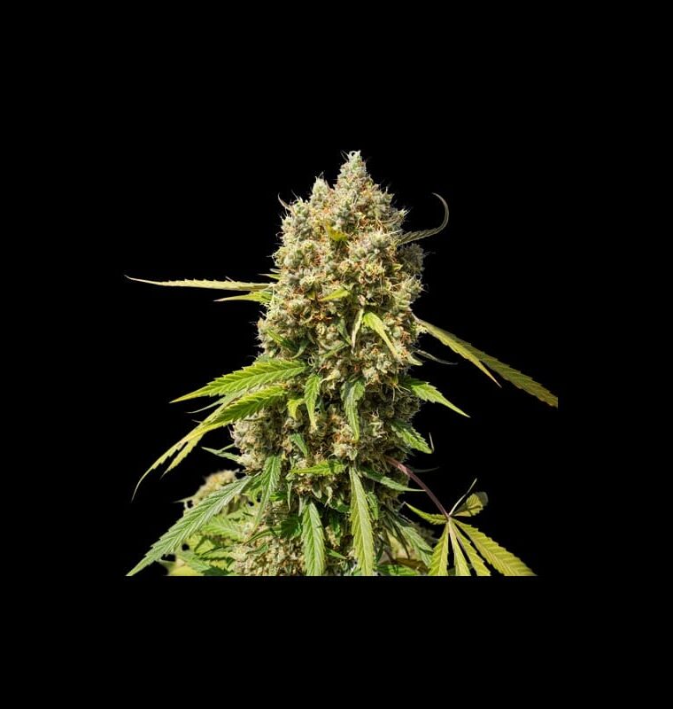 Auto Elephant by Super Sativa Seed Club – Excellent harvest potential – Uplifting – Outdoor – image 1 – Seed City