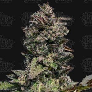 Image 1 of Auto Forbidden Mints cannabis by Terp Treez Co – Outdoor cultivation – Minty – Auto-Flowering – Seed City