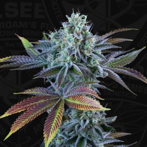 French Cookies Autoflowering