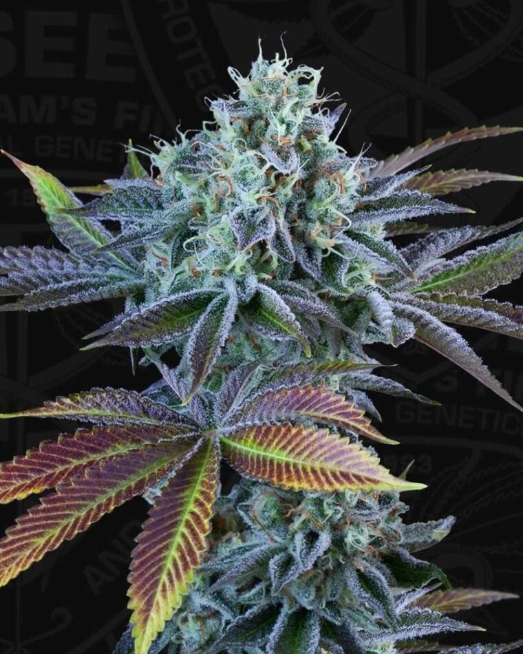 French Cookies Autoflowering cannabis – image 1 – Seed City