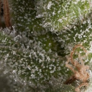 Auto Fresh Candy