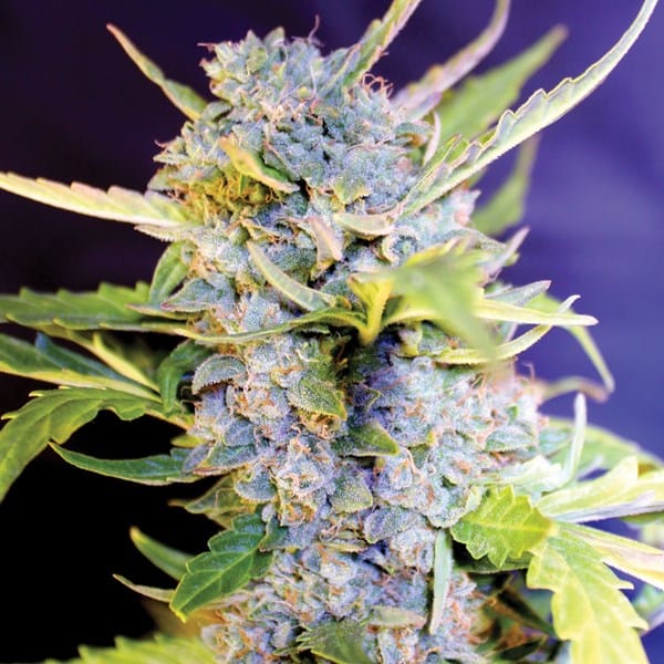 Creative – 50% Indica/50% Sativa – Berry – Auto Fro-yo strain – image 1 – from G13 Labs Seeds via Seed City