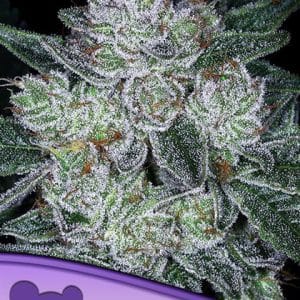 Auto Future #1 cannabis seeds – Resistant to Disease – Uplifting – Sativa-leaning – image 1 from Seed City