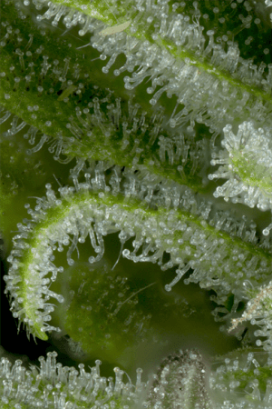 Auto Gelato