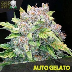 Auto Gelato