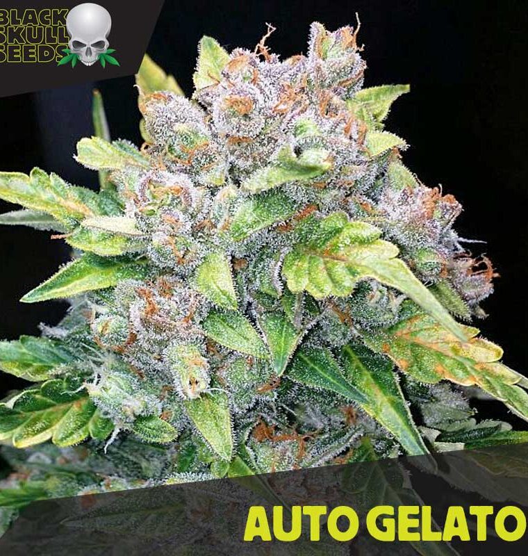 General Pain – Super Strength – Indica-heavy – Auto Gelato strain – image 1 – from Blackskull Seeds via Seed City