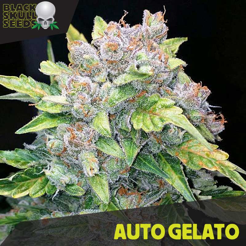General Pain – Super Strength – Indica-heavy – Auto Gelato strain – image 1 – from Blackskull Seeds via Seed City