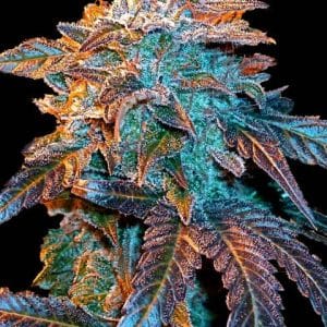 Outdoor – Indica-heavy – Auto-Flowering – Auto Gelato strain – image 1 – from Female Seeds via Seed City