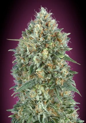 Auto Gelato #33