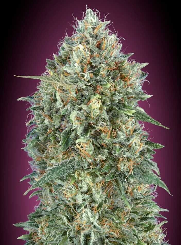 Auto Gelato #33 from Advanced Seeds