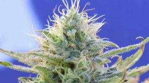 Auto Ghost OG