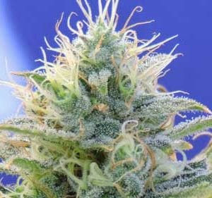 Auto Ghost OG cannabis seeds – Auto-Flowering – Resistant to Mould – Euphoric – image 1 from Seed City