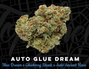 Auto Glue Dream