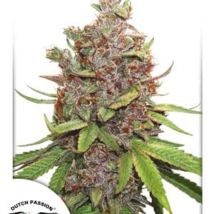 Image 1 of Auto Glueberry O.G. cannabis by Dutch Passion Seeds – Female seeds – Sweet – Indoor-friendly – Seed City