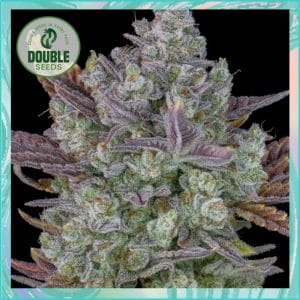 Auto Gorilla Cookies