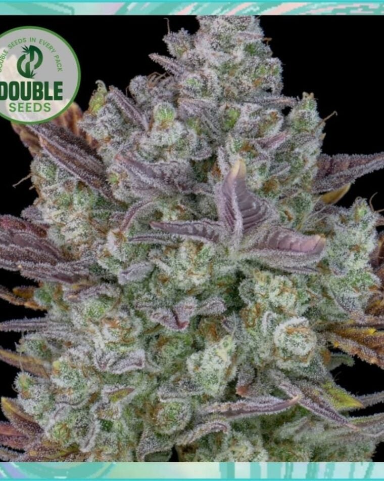 Image 1 of Auto Gorilla Cookies cannabis by Double Seeds – Female seeds – Large yield – Mostly Indica – Seed City