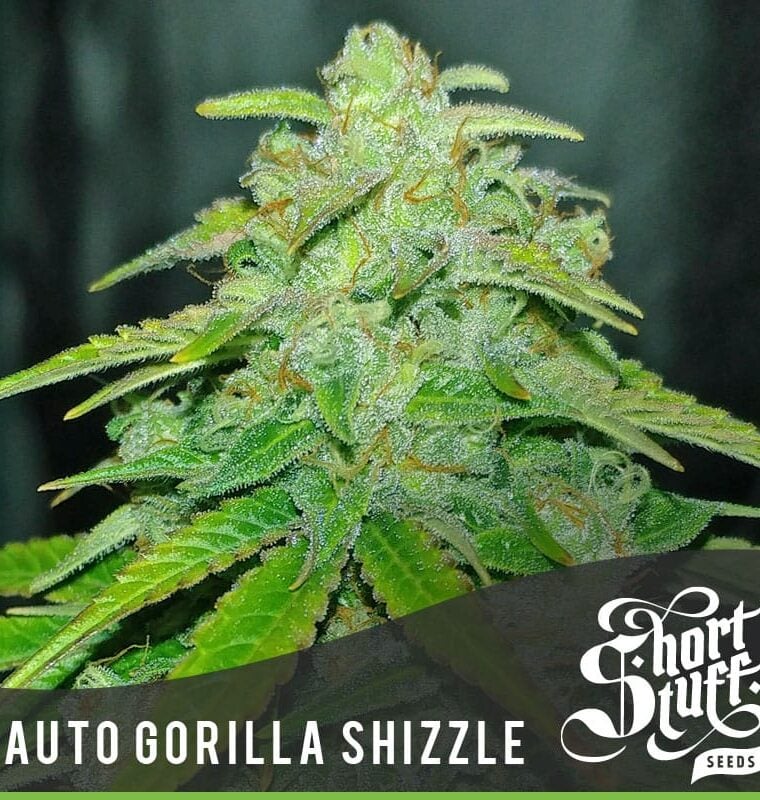 Auto Gorilla Shizzle cannabis seeds – Feminized – Super Strength – Good for outdoor grow – image 1 from Seed City