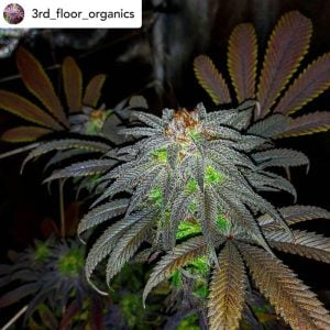 Auto Gorillagasm
