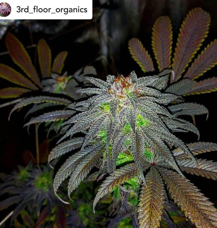Auto Gorillagasm by Top Shelf Elite Seeds – Sweet – Suited for indoor growing – Feminized – image 1 – Seed City