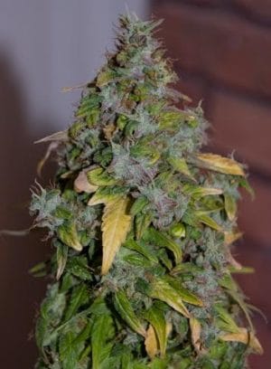 Auto Grandaddy Purple Kush