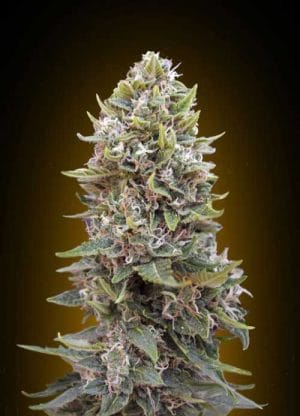 Auto Hashchis Berry