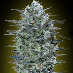 Critical Lemon cannabis seeds – Beginning of October – Indoor – Grapefruit – image 1 from Seed City