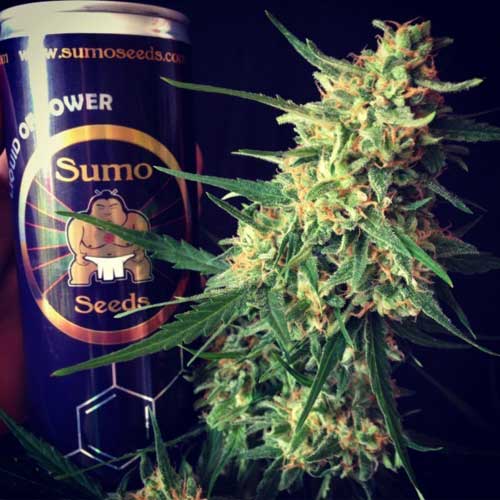 Auto Impala 64 Haze cannabis seeds – Citrus – Indoor – Feminized – image 1 from Seed City