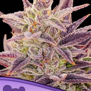 Indoor-friendly – Super Strength – Narcotic – Auto Imperium X strain – image 1 – from Anesia Seeds via Seed City