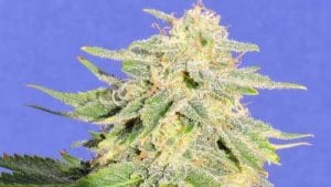 Auto JH