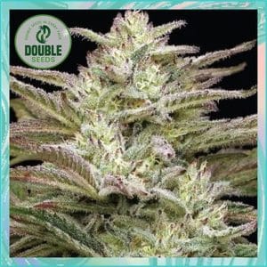 Auto Jelly Donutz