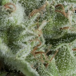 Auto Kryptonite by Pyramid Seeds – Auto-Flowering – Greenhouse – Tall (140cm plus) – image 1 – Seed City