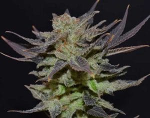Auto Lavender