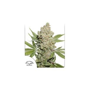 Auto Lemon Kix