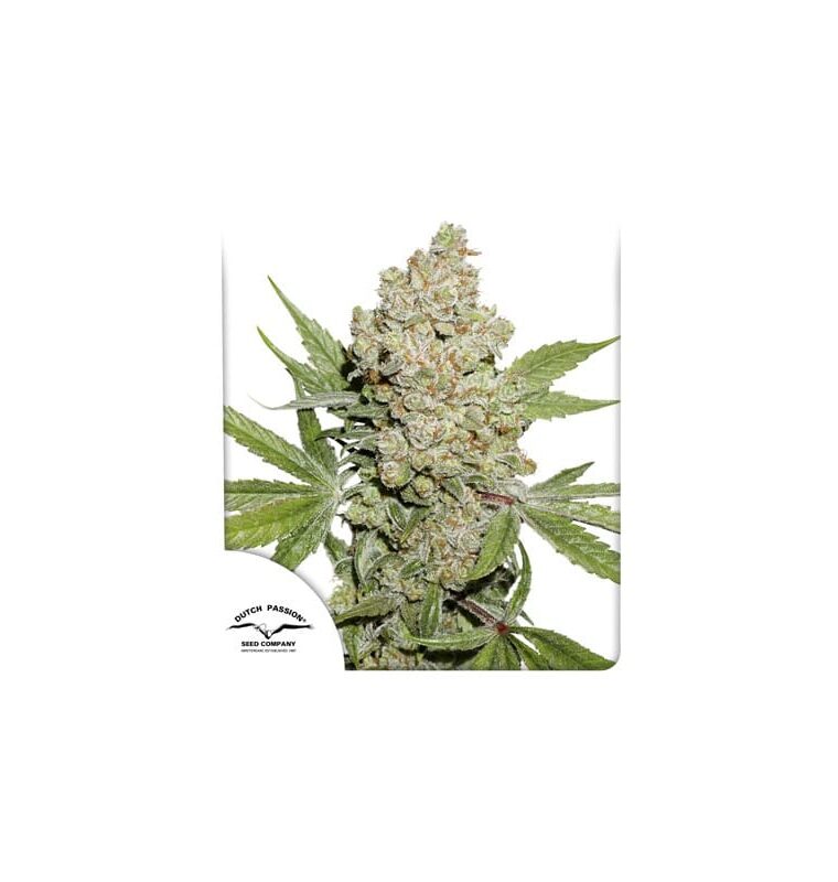 Auto Lemon Kix by Dutch Passion Seeds – High Yielding – Tall (140cm plus) – Super Strength – image 1 – Seed City