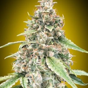 Auto Lemon OG by OO Seeds – Citrus – Auto-Flowering – Feminized – image 1 – Seed City
