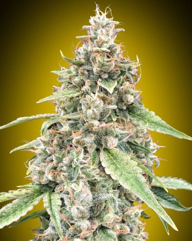 Auto Lemon OG by OO Seeds – Citrus – Auto-Flowering – Feminized – image 1 – Seed City
